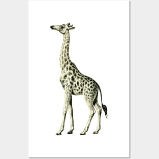 Forever Giraffe! Posters and Art